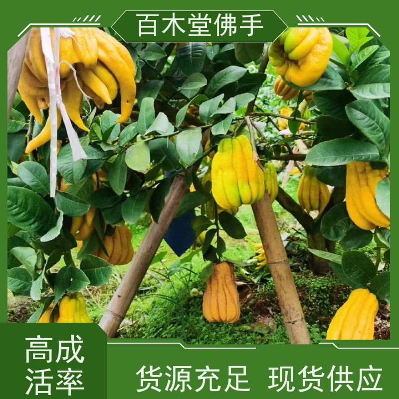 百木堂 中药材技术 高成活率 较耐干旱 种苗基地直供