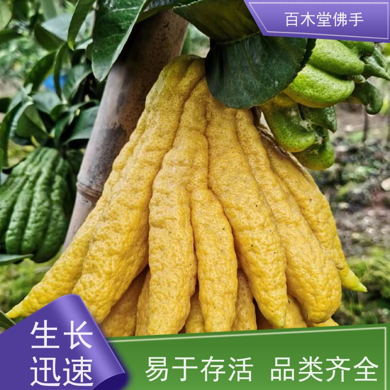 百木堂 佛手苗技术 树形丰富 成活率高 中药材种植基地 