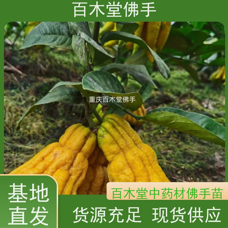 百木堂 佛手苗种植 树形丰富 成活率高 城市景观绿化树 