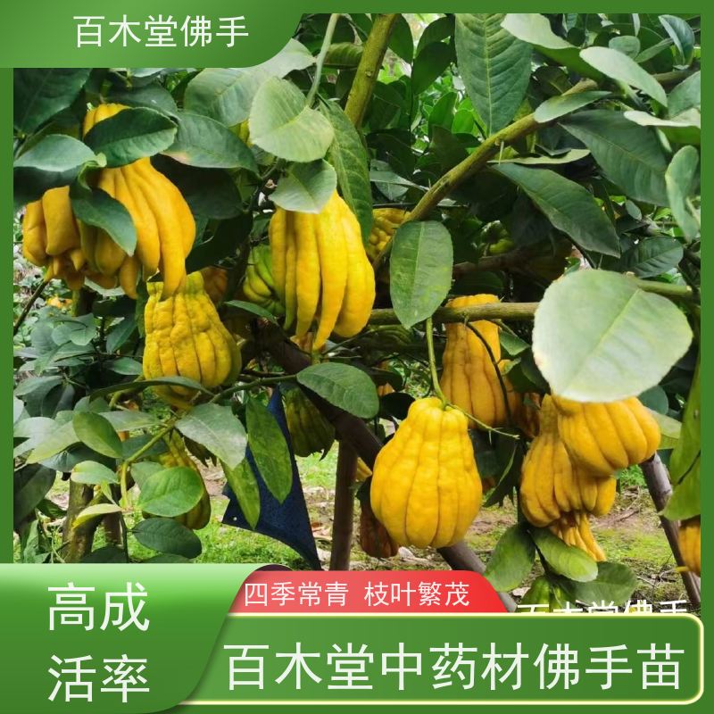 百木堂 南充佛手苗 生长环境适应性强 道路绿化行道苗