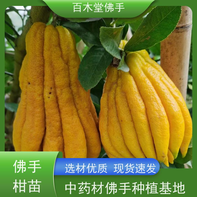 百木堂 佛手柑苗 枝叶紧密 美丽多姿 种苗基地直供