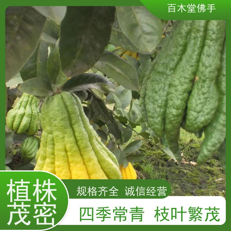 百木堂 乐山佛手苗 高成活率 较耐干旱 城市景观绿化树 