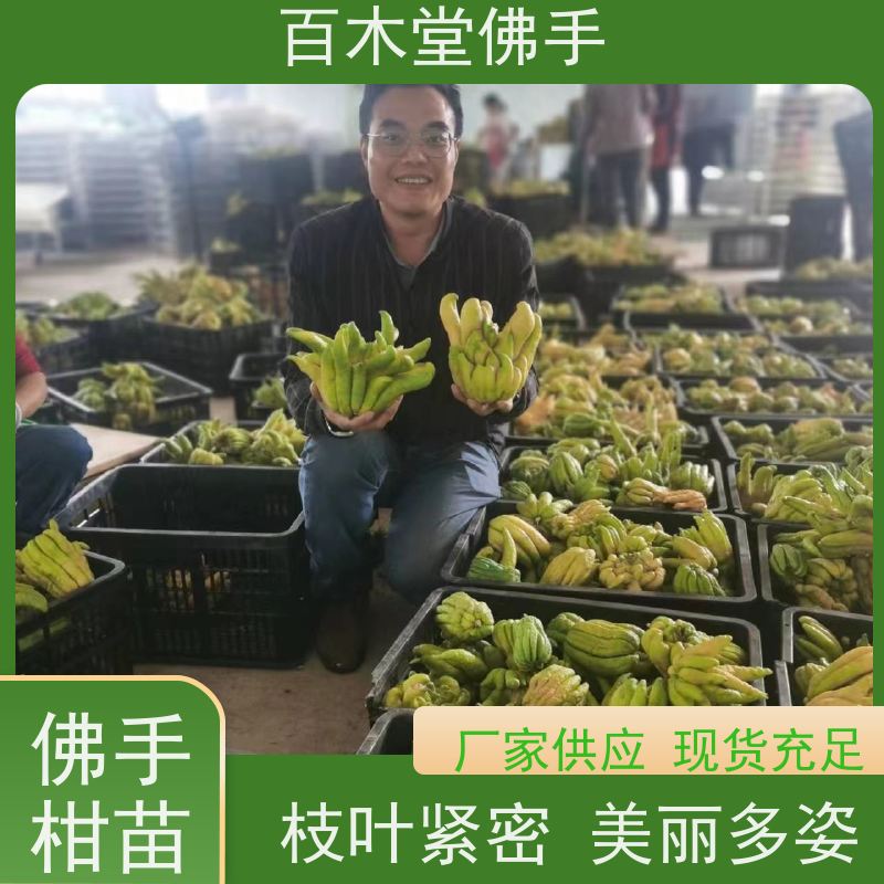 百木堂 佛手柑苗批发 植株茂密 生长迅速 种苗基地直供