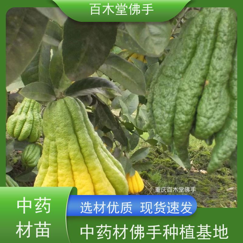百木堂 中药材种苗 适用性强 规格齐全 道路绿化行道苗
