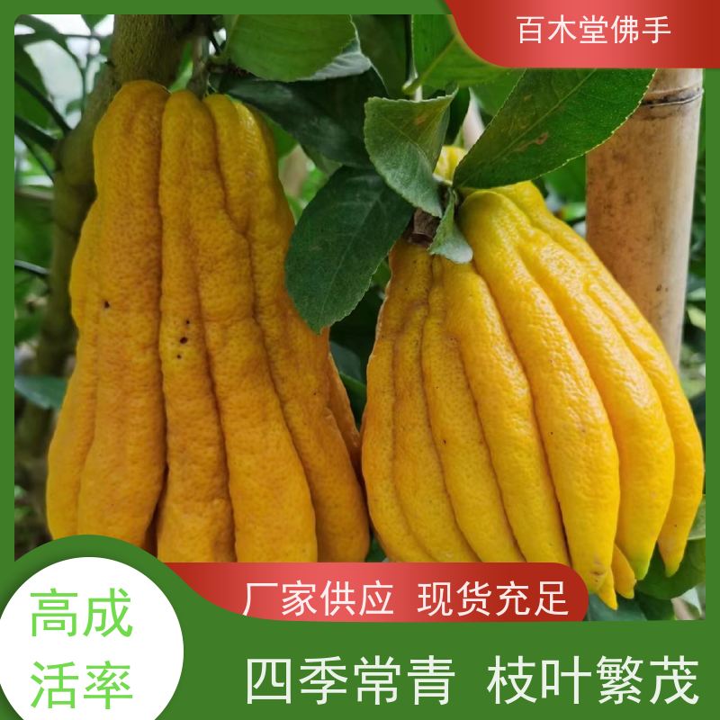 百木堂 佛手柑苗批发 树形丰富 成活率高 道路绿化行道苗