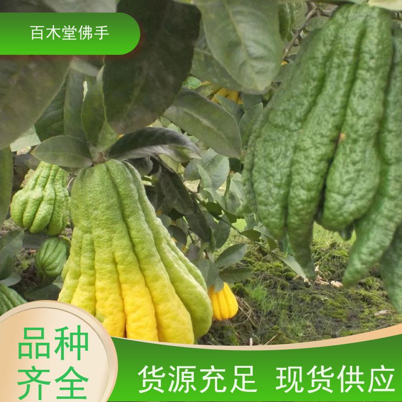 百木堂 四川佛手苗 产量高 用途广泛 城市景观绿化树 