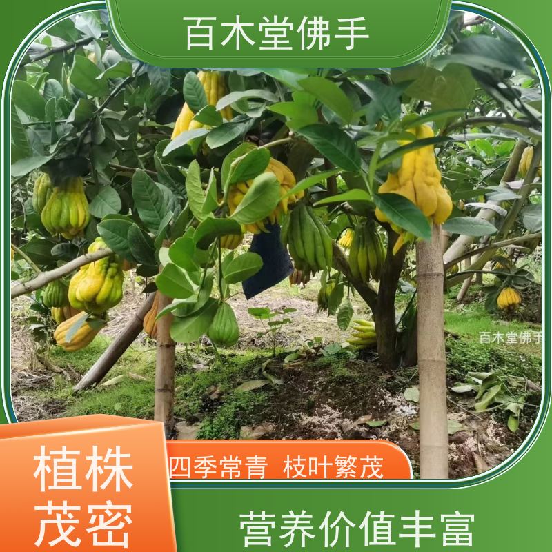 百木堂 佛手苗技术 生长环境适应性强 城市景观绿化树 