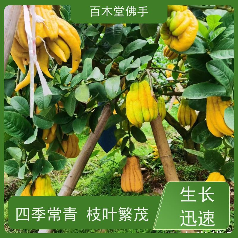 百木堂 中药材前景 枝叶紧密 美丽多姿 园林景区栽植