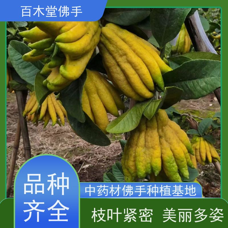 百木堂 佛手几年结果 观赏植物 附加值高 城市景观绿化树 
