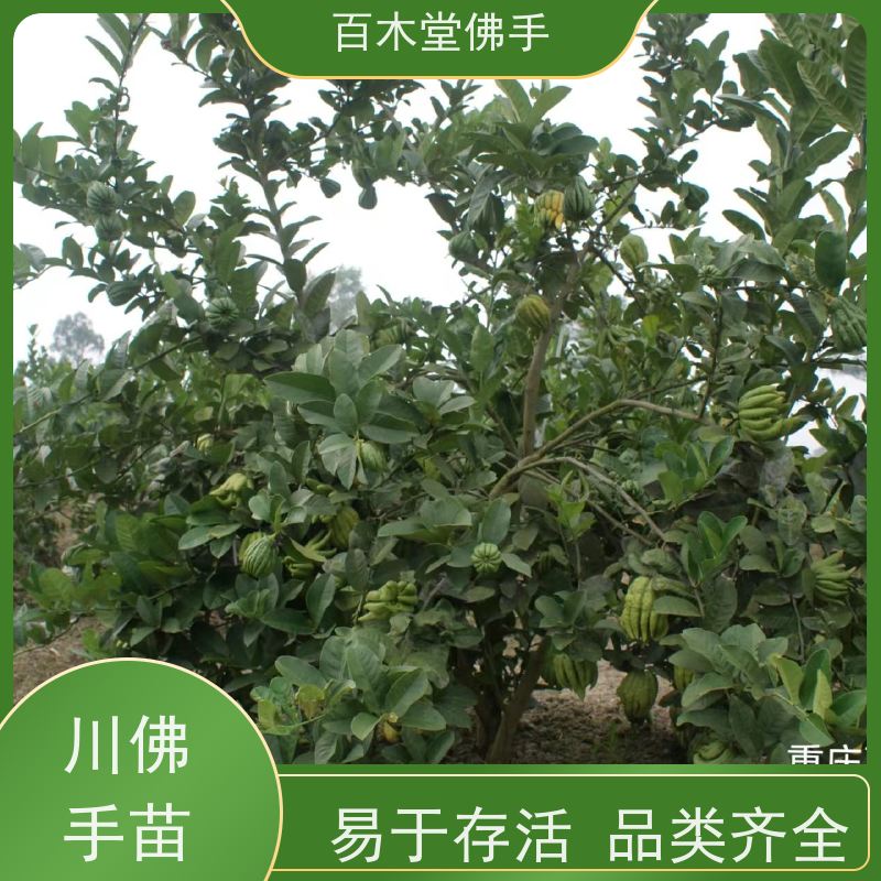 百木堂 石 柱佛手苗 树形丰富 成活率高 生长迅速