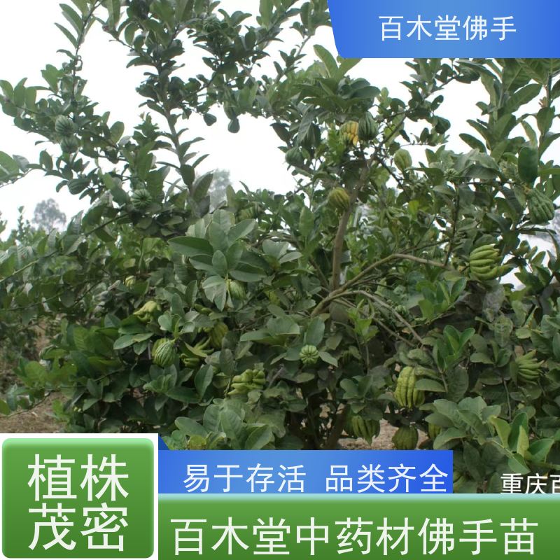 百木堂 潼 南佛手苗 观赏植物 附加值高 生长迅速