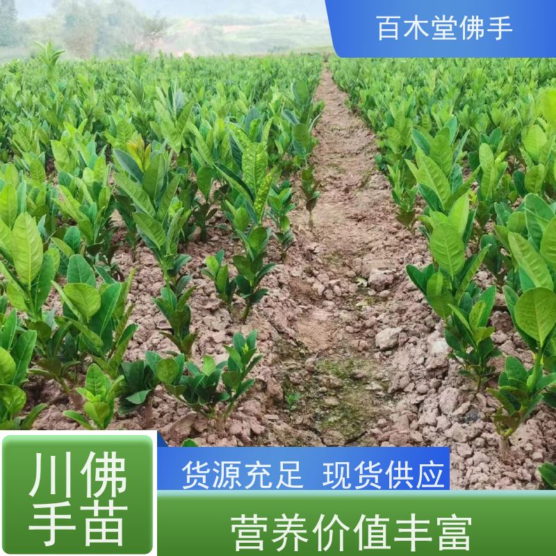 百木堂 梁 平佛手苗 生长环境适应性强 植株茂密