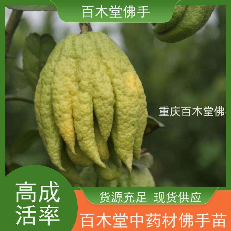 百木堂 佛手苗种植 造型优美 易成活 种苗基地直供 