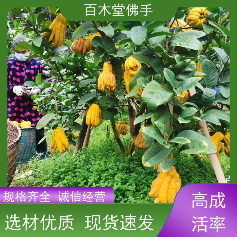 百木堂 巴 中佛手苗 树形丰富 成活率高 品种齐全