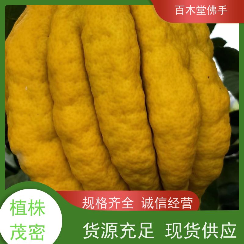 百木堂 犍 为佛手苗 枝叶紧密 美丽多姿 植株茂密