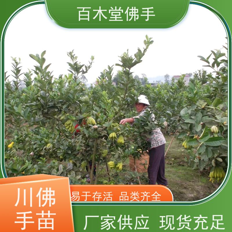 百木堂 内 江佛手苗 观赏植物 附加值高 种苗基地直供 