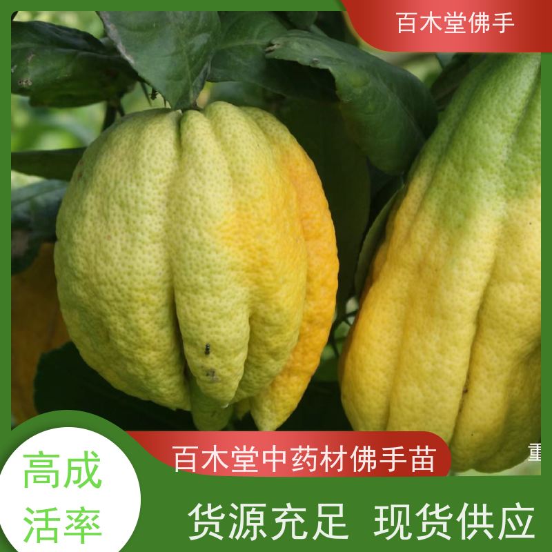 百木堂 遂 宁佛手苗 产量高 用途广泛 种苗基地直供 