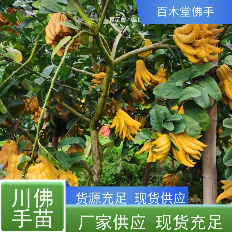 百木堂 忠 县佛手苗 枝叶紧密 美丽多姿 生长迅速