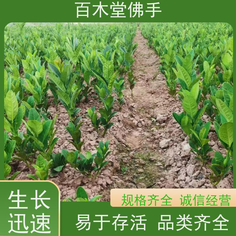 百木堂 綦 江佛手苗 观赏植物 附加值高 种苗基地直供 