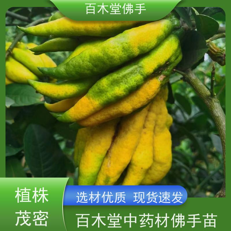 百木堂 广 安佛手苗 园林景区栽植 种苗基地直供 