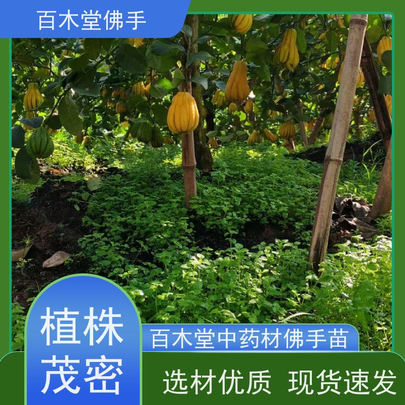 百木堂 高 坪佛手苗 适用性强 规格齐全 道路绿化行道苗