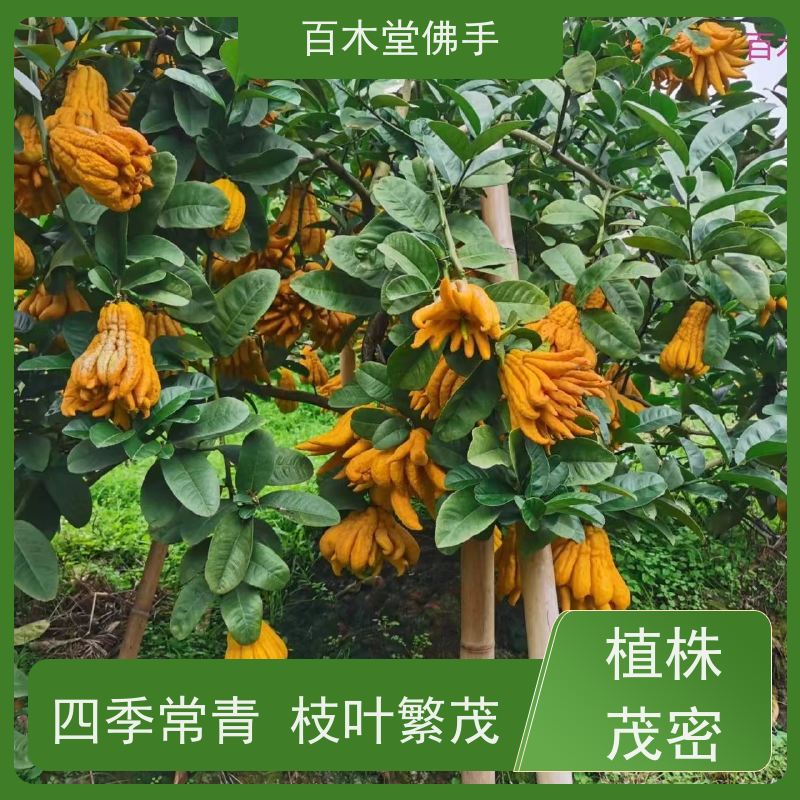 百木堂 广佛手苗 植株茂密 生长迅速 种苗基地直供