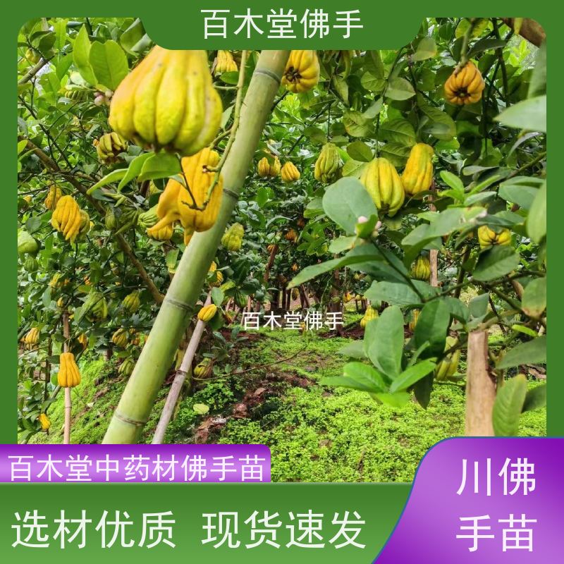 百木堂 佛手柑 植株茂密 生长迅速 园林景区栽植