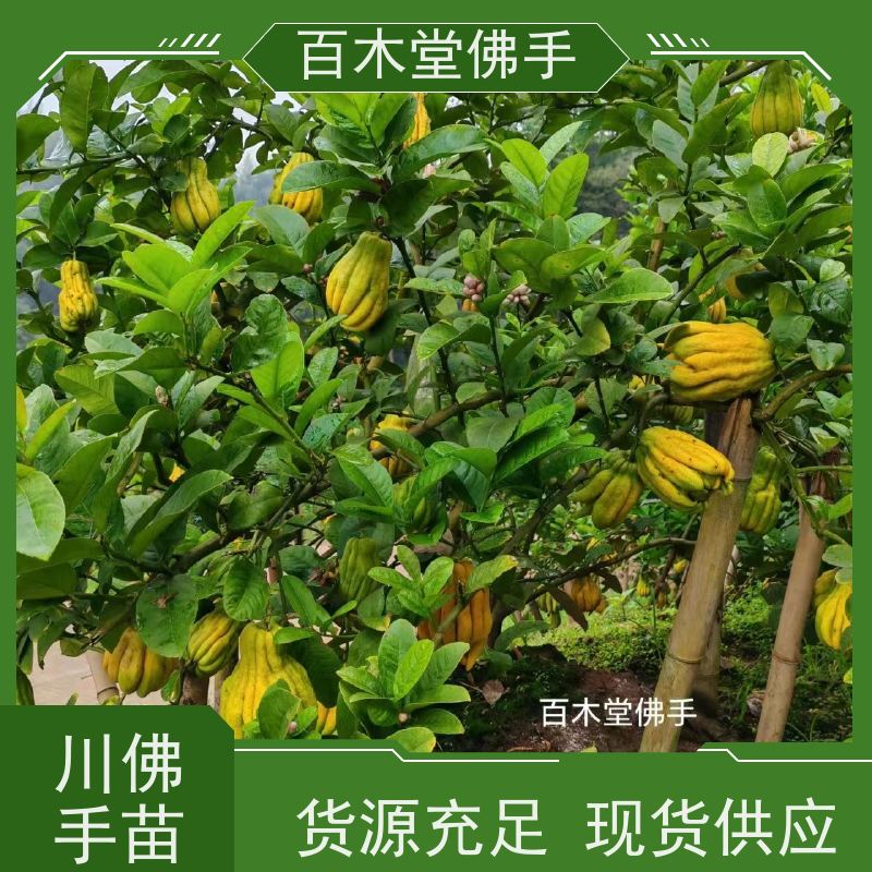 百木堂 高 坪佛手苗 观赏植物 附加值高 道路绿化行道苗