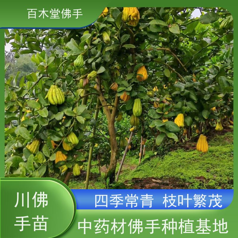 百木堂 佛手柑 观赏植物 附加值高 种苗基地直供