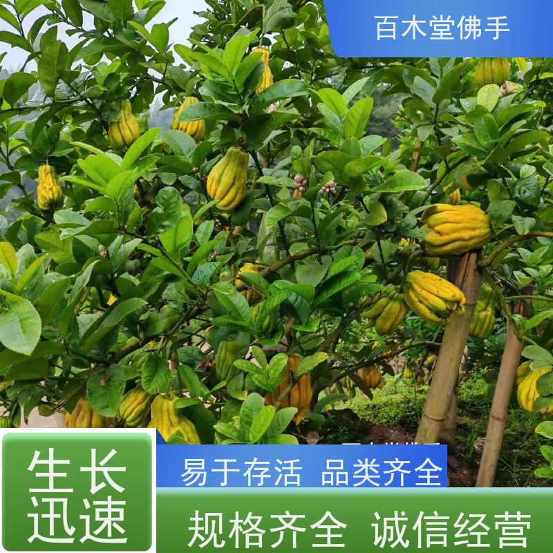 百木堂 肇 庆佛手苗 枝叶紧密 美丽多姿 中药材种植基地 