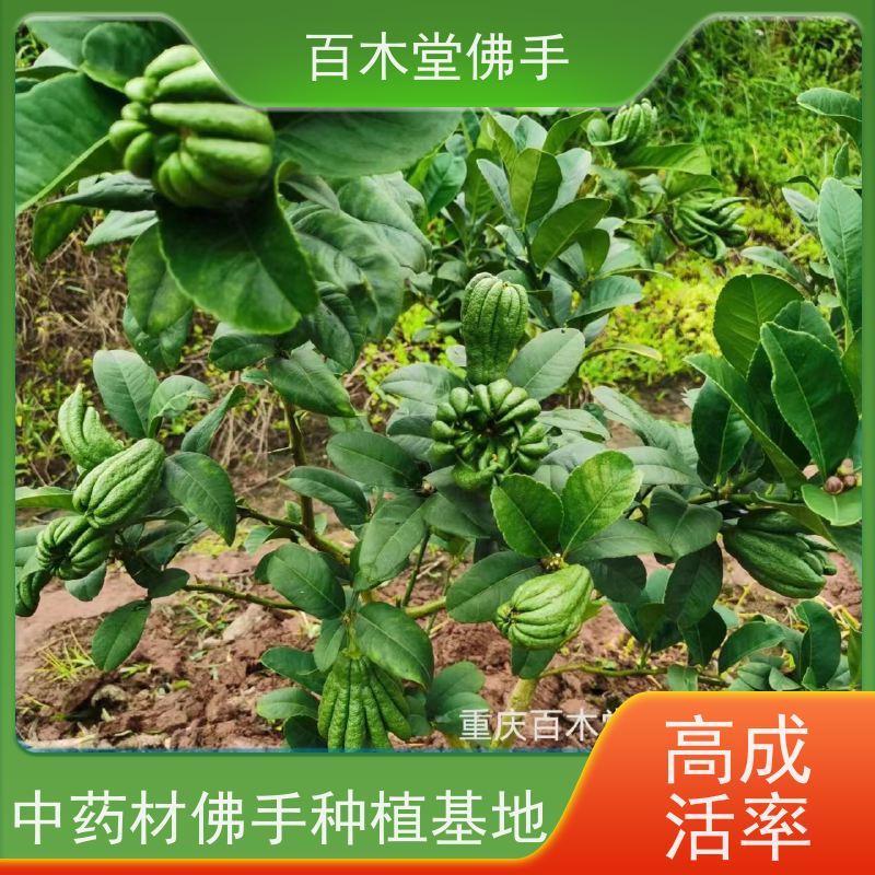 百木堂 广佛手苗 适用性强 规格齐全 园林景区栽植