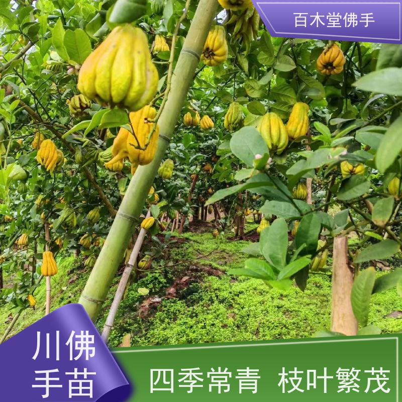百木堂 达 州佛手苗 适用性强 规格齐全 道路绿化行道苗