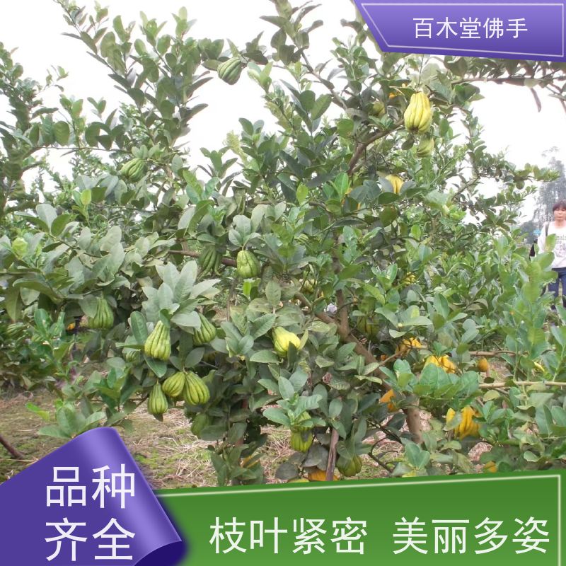 百木堂 南 充佛手苗 造型优美 易成活 种苗基地直供