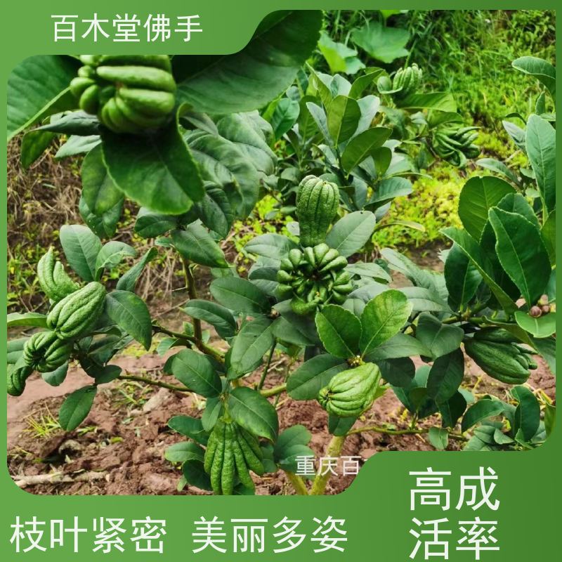 百木堂 广 东佛手苗 适用性强 规格齐全 种苗基地直供