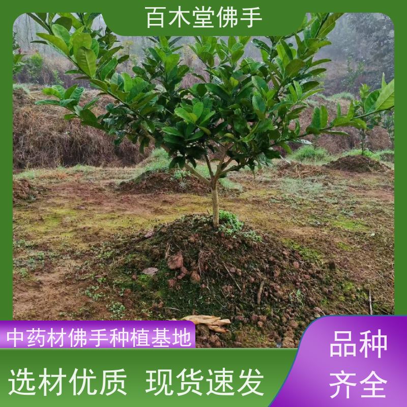 百木堂 成 都佛手苗 高成活率 较耐干旱 道路绿化行道苗
