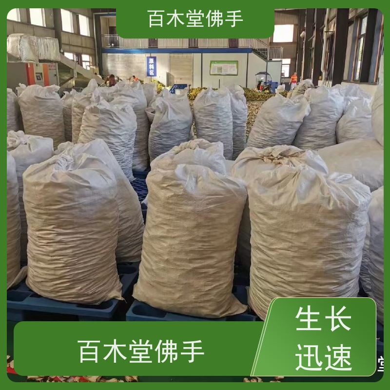 百木堂 沪 州佛手 高成活率 较耐干旱 道路绿化行道苗
