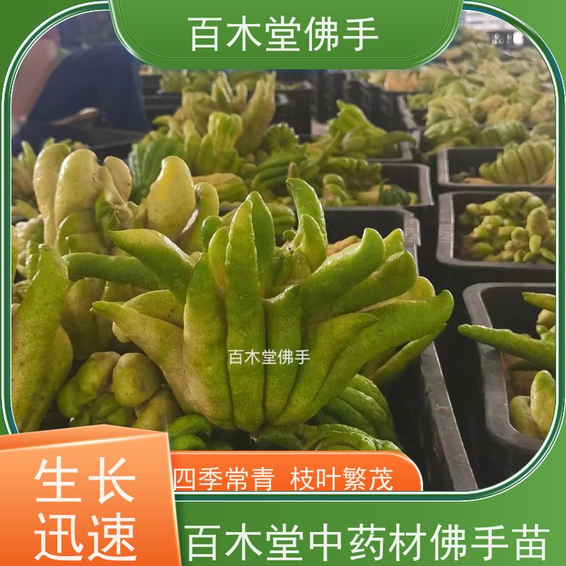 百木堂 南 充佛手 枝叶紧密 美丽多姿 道路绿化行道苗