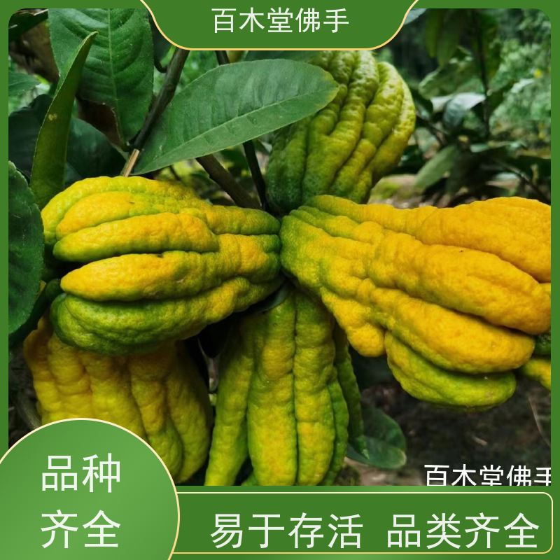 百木堂 南 充佛手 适用性强 规格齐全 园林景区栽植