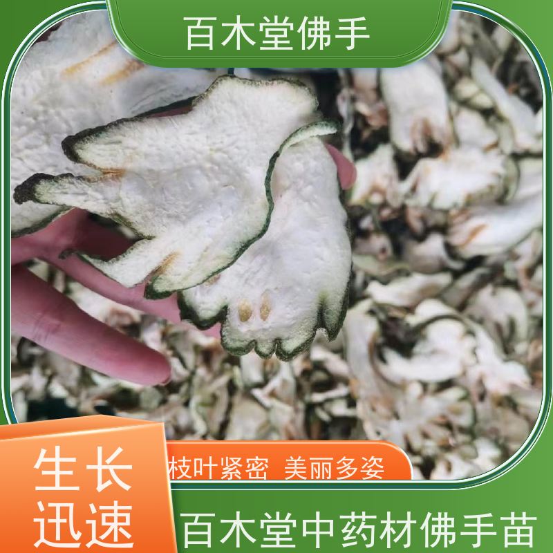 百木堂 成 都佛手 产量高 用途广泛 道路绿化行道苗
