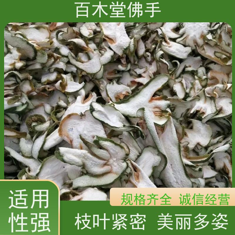 百木堂 金 佛手 高成活率 较耐干旱 城市景观绿化树 