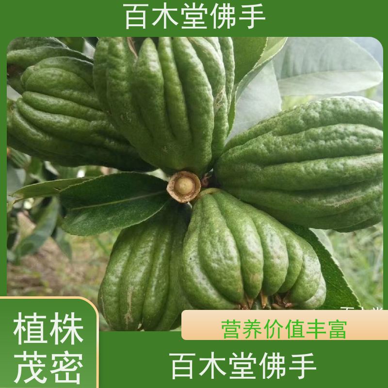 百木堂 五 通桥佛手 树形丰富 成活率高 中药材种植基地 