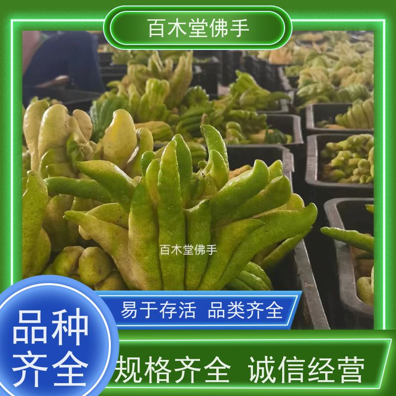 百木堂 铜 梁佛手 植株茂密 生长迅速 城市景观绿化树 