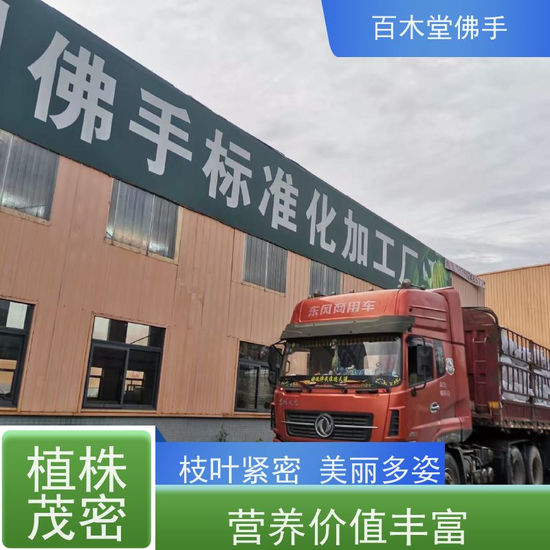 百木堂 犍为佛手 枝叶紧密 美丽多姿 中药材种植基地 