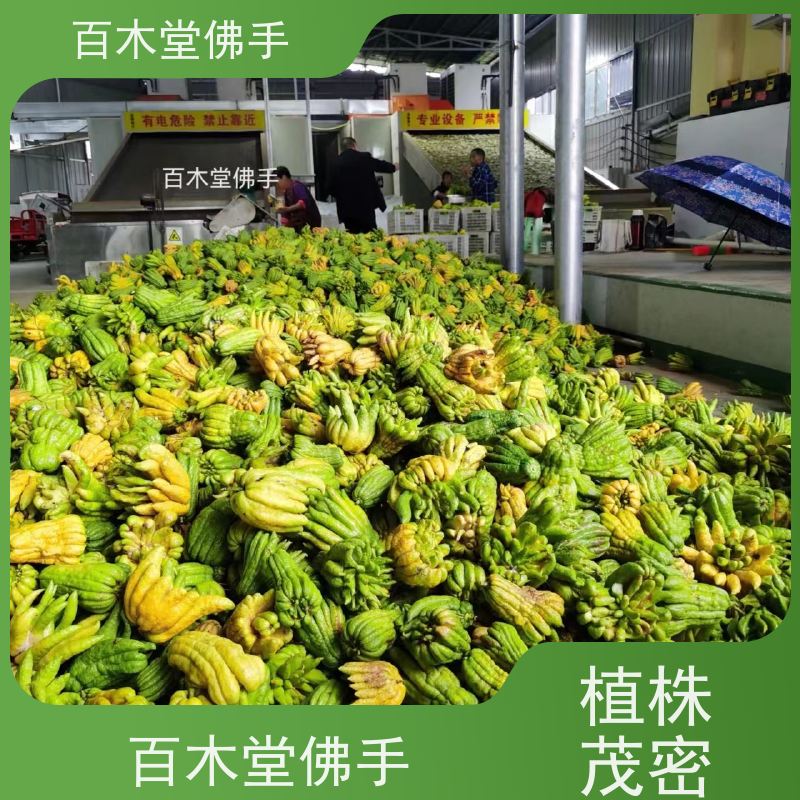 百木堂 宜 宾佛手 适用性强 规格齐全 道路绿化行道苗