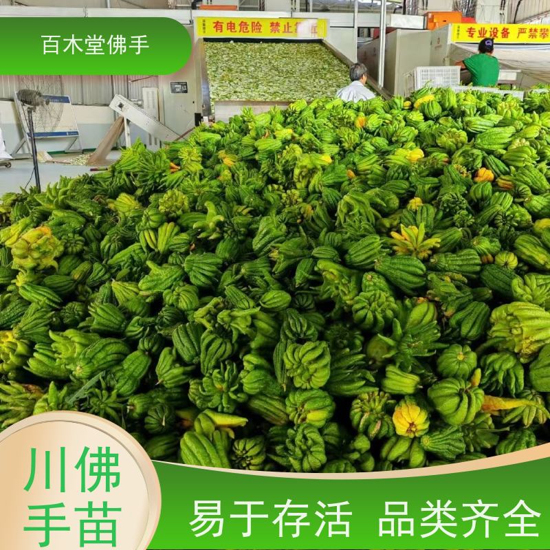百木堂 万 州佛手 生长环境适应性强 道路绿化行道苗