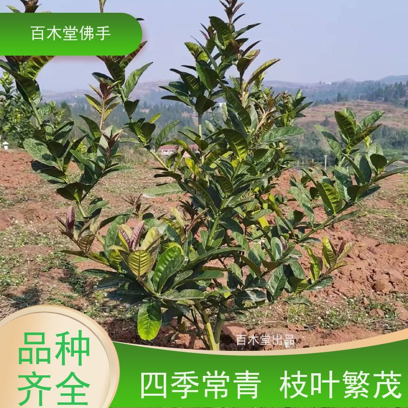 百木堂 乐 山佛手 道路绿化行道苗 用于庭院装饰