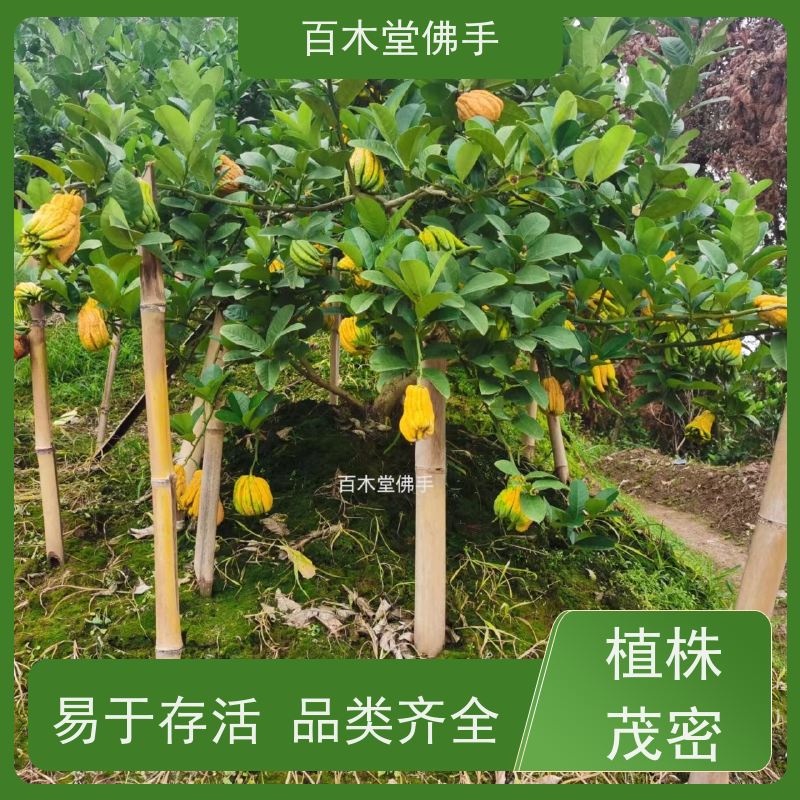 百木堂 石 柱佛手 道路绿化行道苗 种苗基地直供 