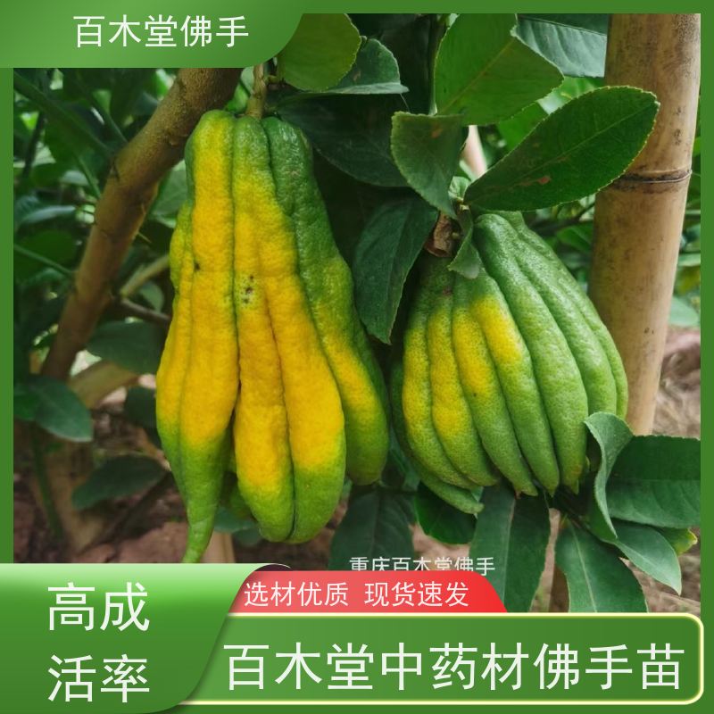 百木堂 遂 宁佛手 造型优美 易成活 用于庭院装饰