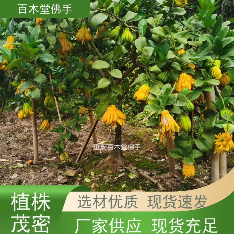 百木堂 铜 梁佛手 造型优美 易成活 种苗基地直供 
