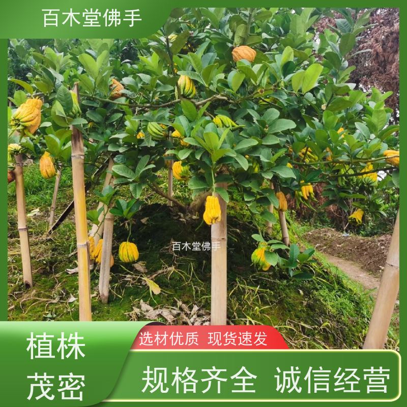 百木堂 犍 为佛手 道路绿化行道苗 用于庭院装饰